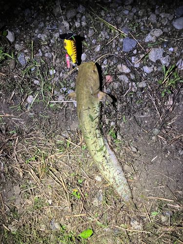 マナマズの釣果