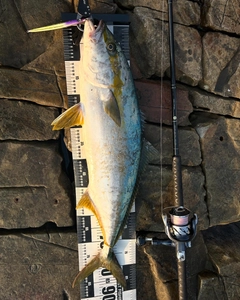 ヒラマサの釣果
