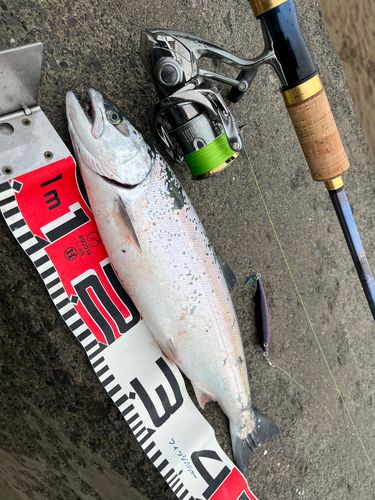 サクラマスの釣果