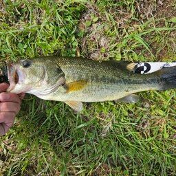 ラージマウスバス