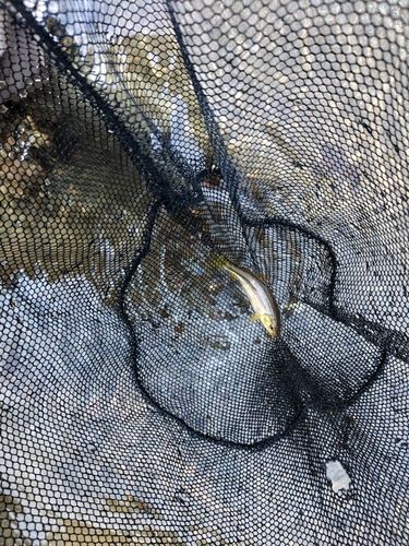 カワムツの釣果