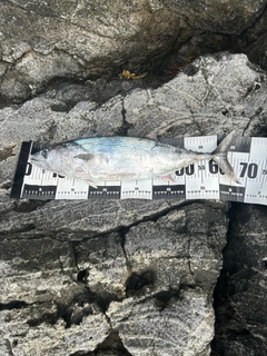 ハガツオの釣果