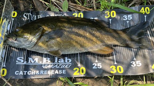 スモールマウスバスの釣果