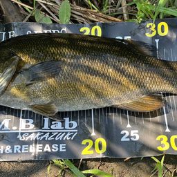 スモールマウスバス