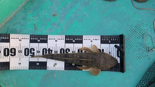 コチの釣果