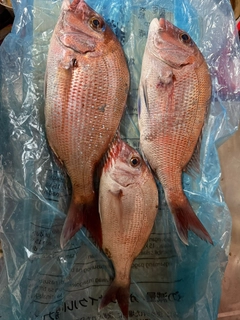 タイの釣果