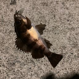 メバル