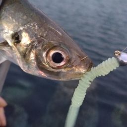 アジ