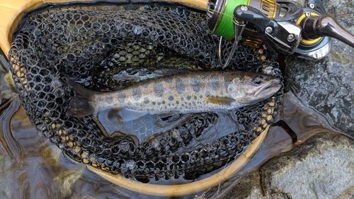 ヤマメの釣果