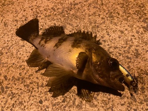 メバルの釣果