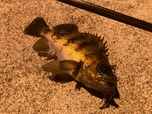 メバルの釣果