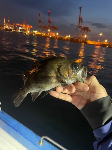 クロメバルの釣果