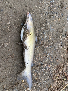 アメリカナマズの釣果