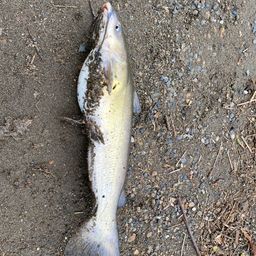 アメリカナマズ