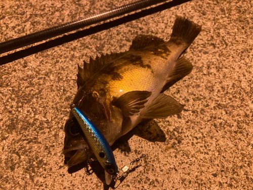 メバルの釣果