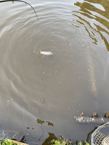 ニジマスの釣果