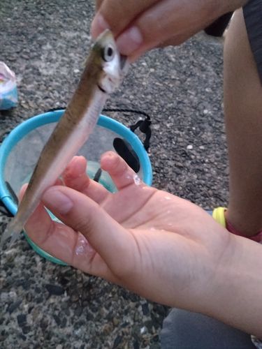 カタクチイワシの釣果