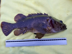 タケノコメバルの釣果