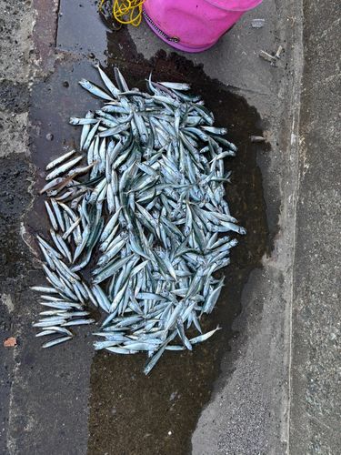 サバの釣果
