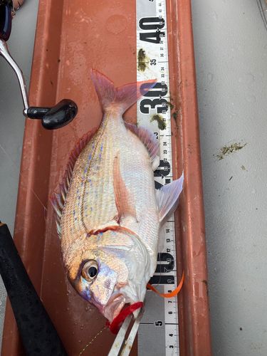 チダイの釣果