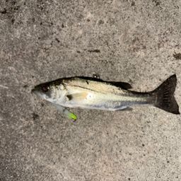 セイゴ（マルスズキ）