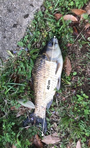 フナの釣果