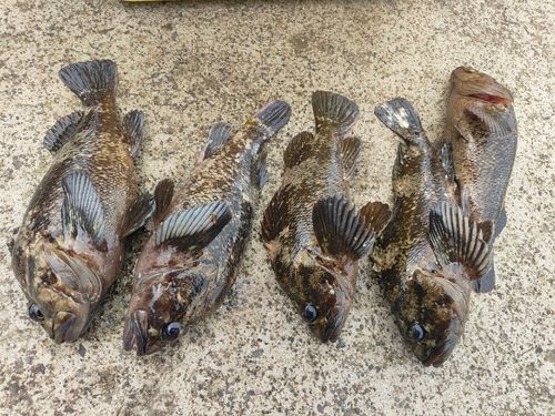 ムラソイの釣果