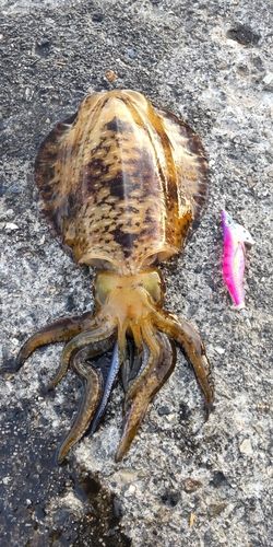 アオリイカの釣果