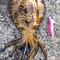 アオリイカ
