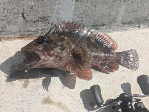カサゴの釣果