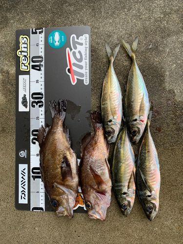 アジの釣果