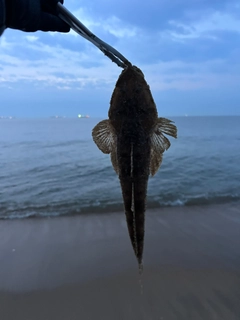 マゴチの釣果
