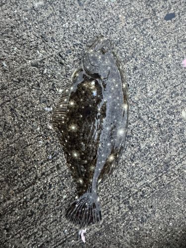 ソゲの釣果