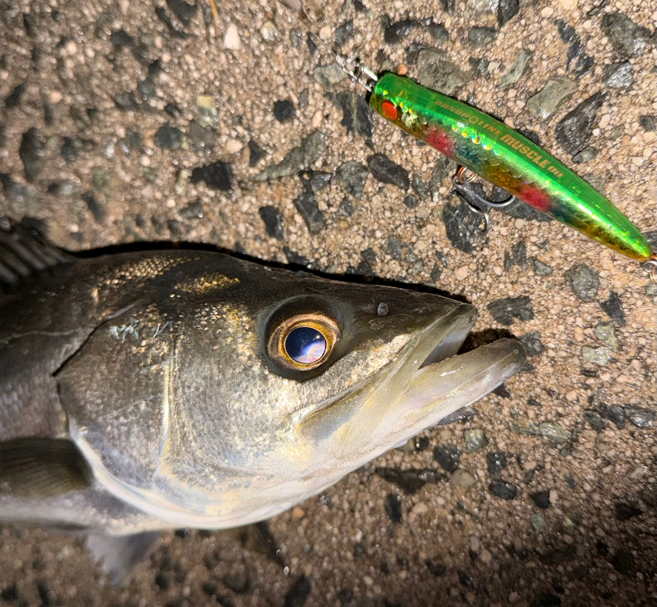 SHIMANO 22ステラ 4000MHGの最安値・インプレ・釣果 | 本音の