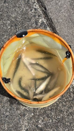 サバの釣果