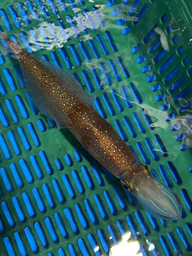 ヤリイカの釣果
