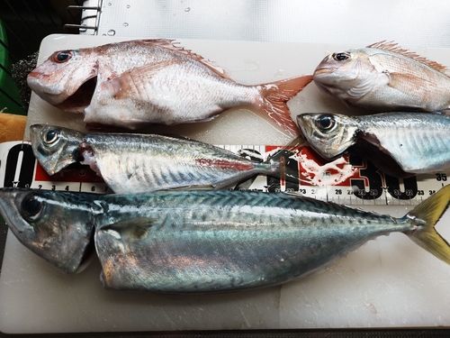 サバの釣果