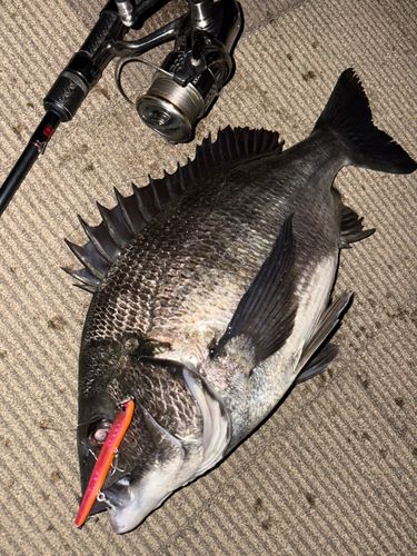 クロダイの釣果