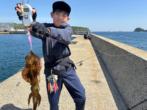アオリイカの釣果