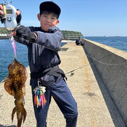 アオリイカ