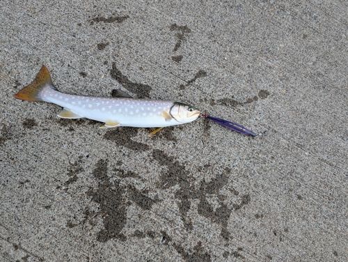 ウミアメの釣果
