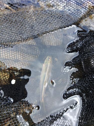 カワムツの釣果