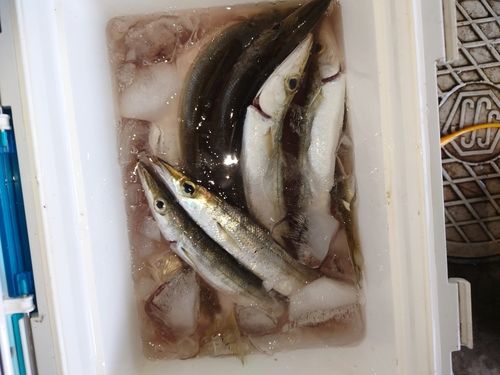 カマスの釣果