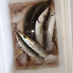 カマス