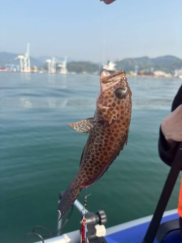 オオモンハタの釣果