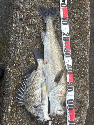 シーバスの釣果