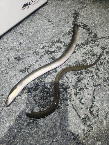 ニホンウナギの釣果
