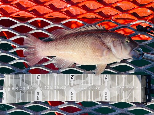コブダイの釣果