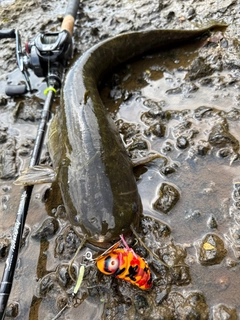 ナマズの釣果