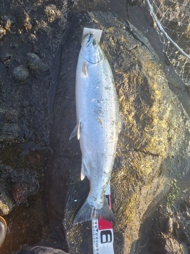 サクラマスの釣果